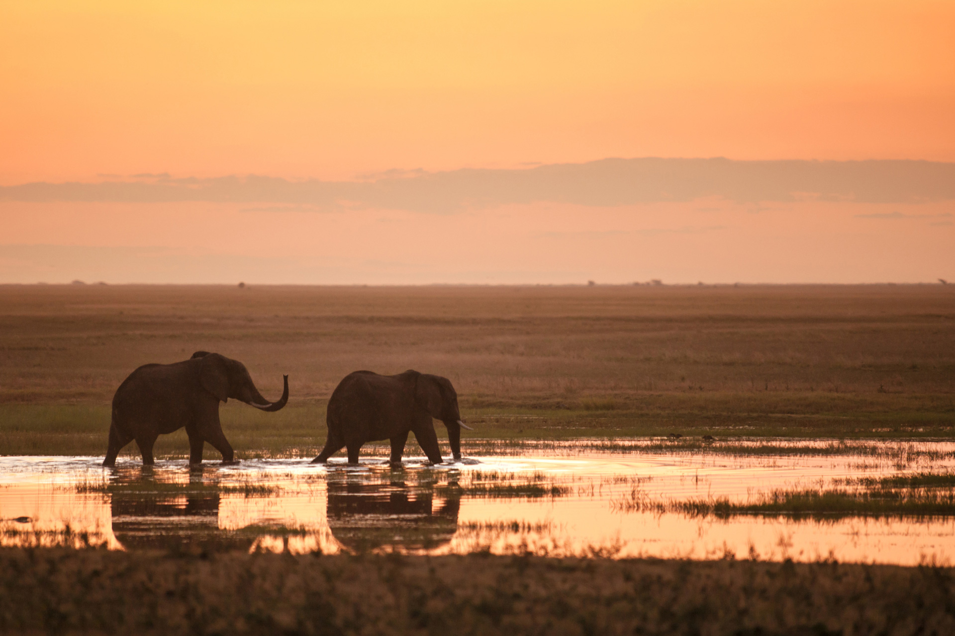Image of elephants in the sunset